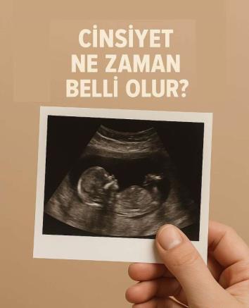 Cinsiyet Ne Zaman Belli Olur?