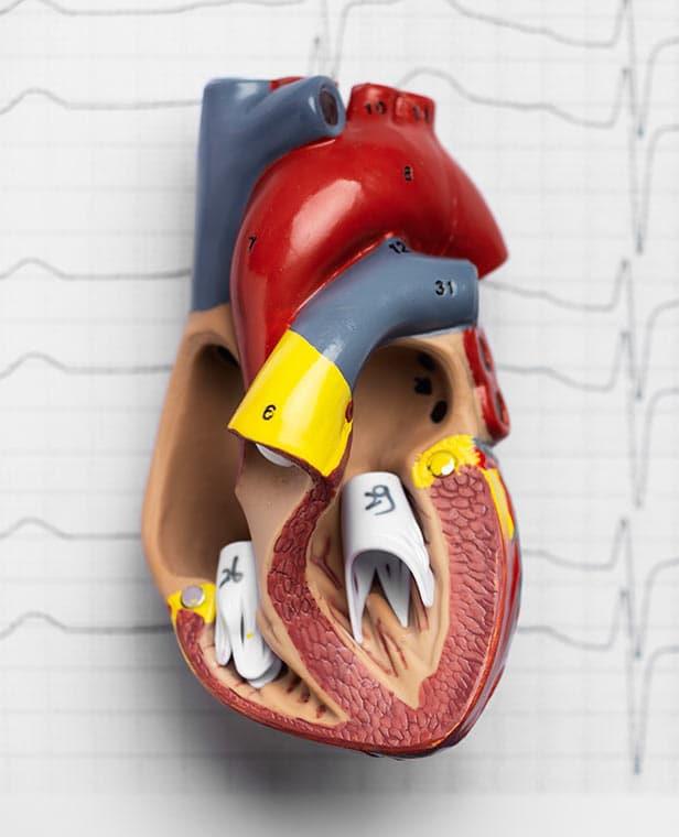 Mitral Kapak Yetmezliği Nedir?